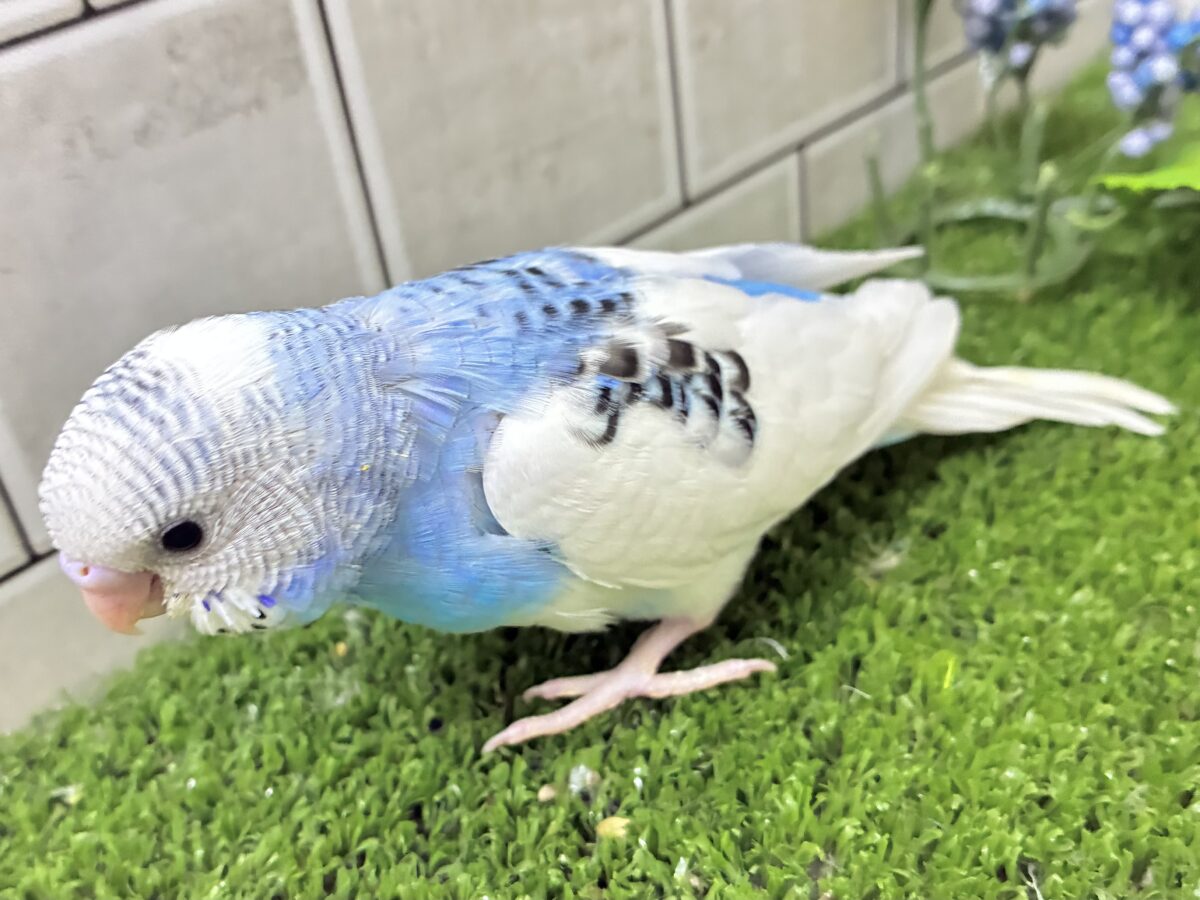 セキセイインコ
