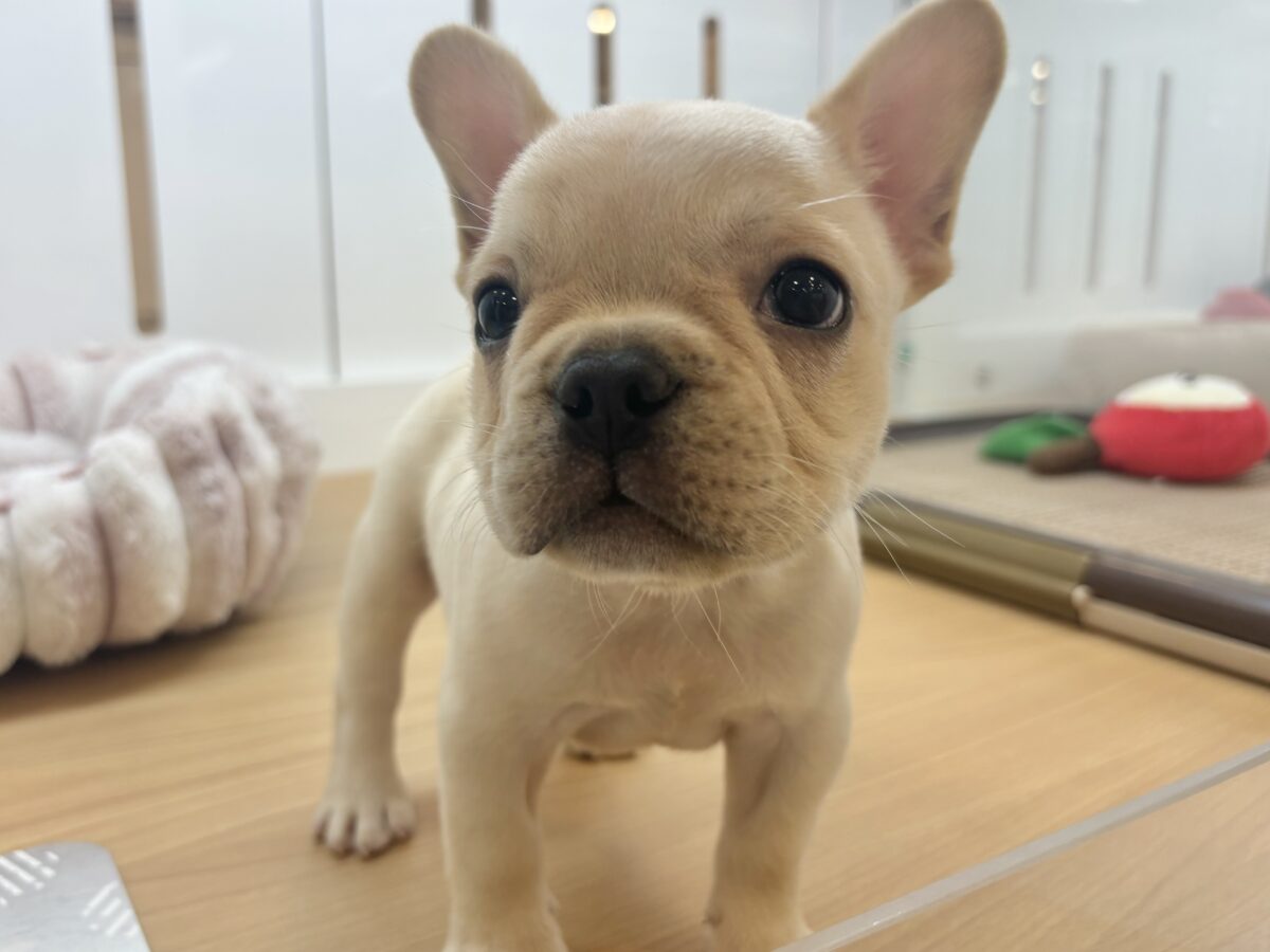 フレンチブルドッグ