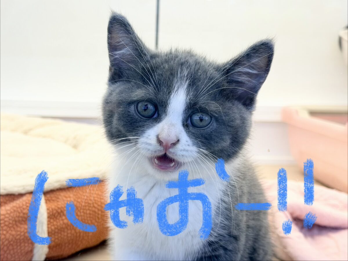ブリティッシュショートヘア