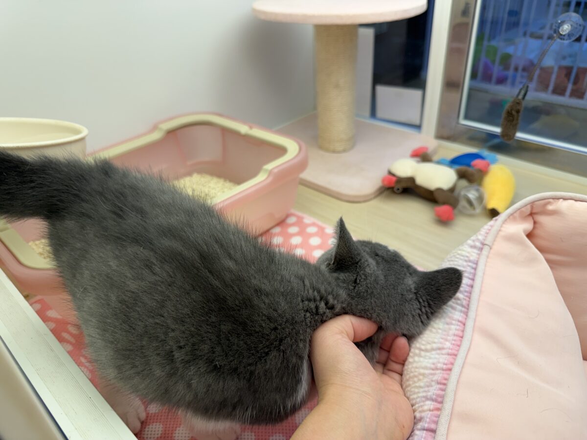 ブリティッシュショートヘア
