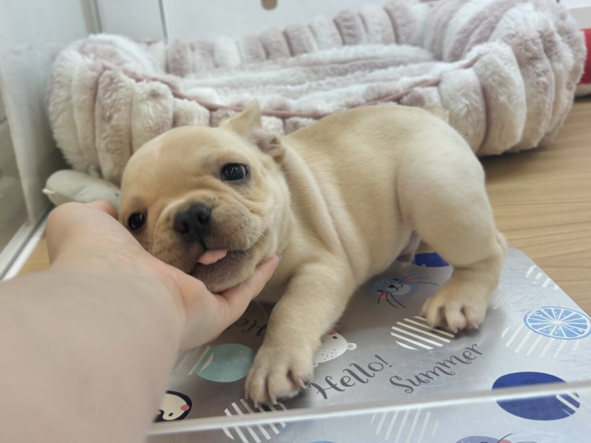 フレンチブルドッグ