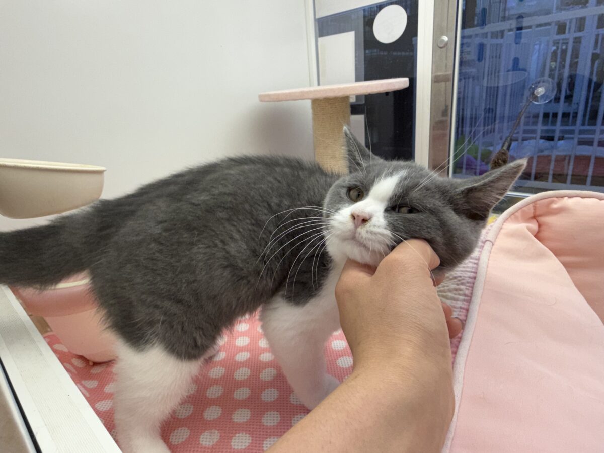 ブリティッシュショートヘア