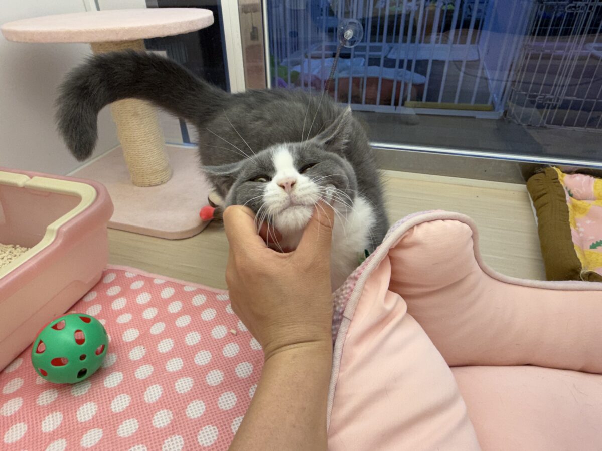 ブリティッシュショートヘア