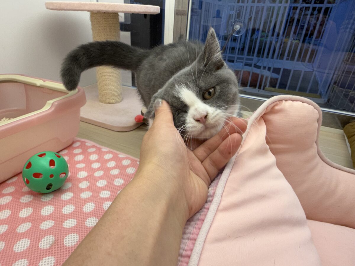 ブリティッシュショートヘア