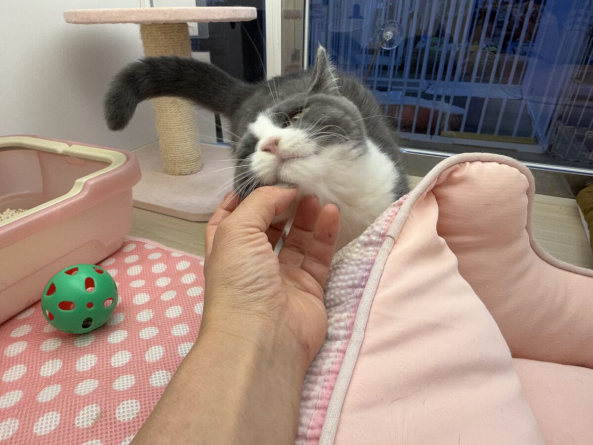 ブリティッシュショートヘア