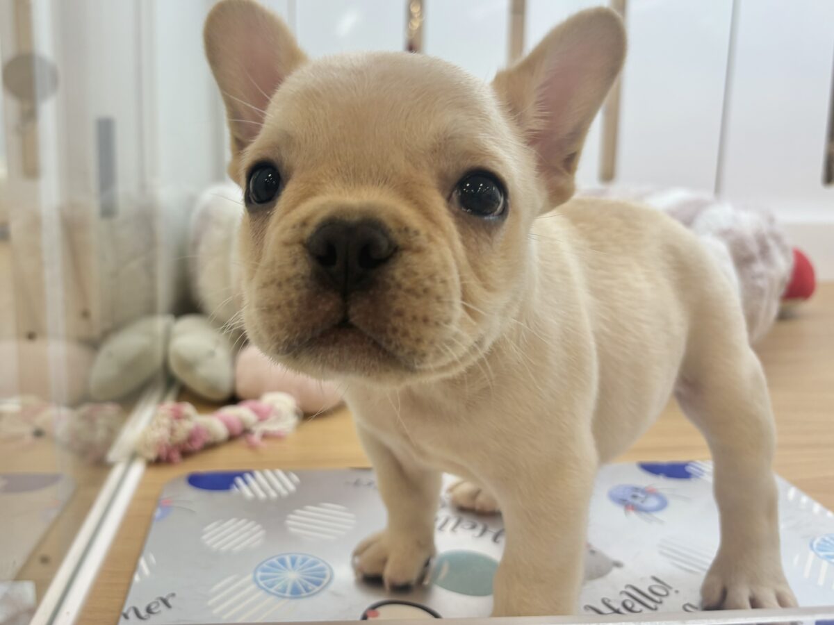 フレンチブルドッグ