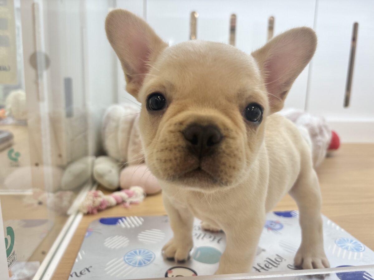 フレンチブルドッグ