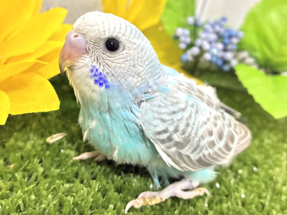 (*・ω・*)wkwk🌟⋆꙳空におえかき🎨✍セキセイインコ(水色オパーリン/2026年7月生まれ)