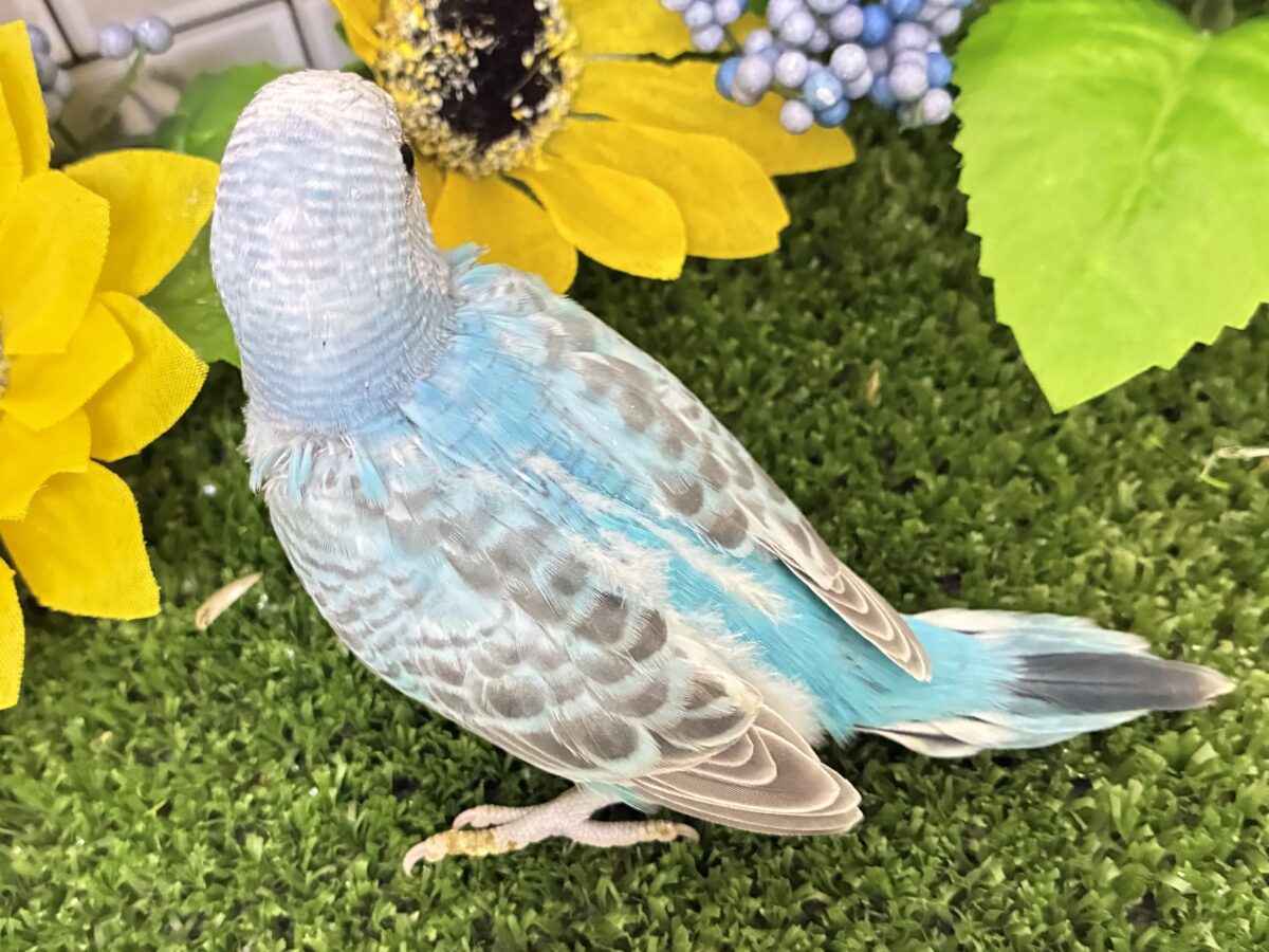 セキセイインコ