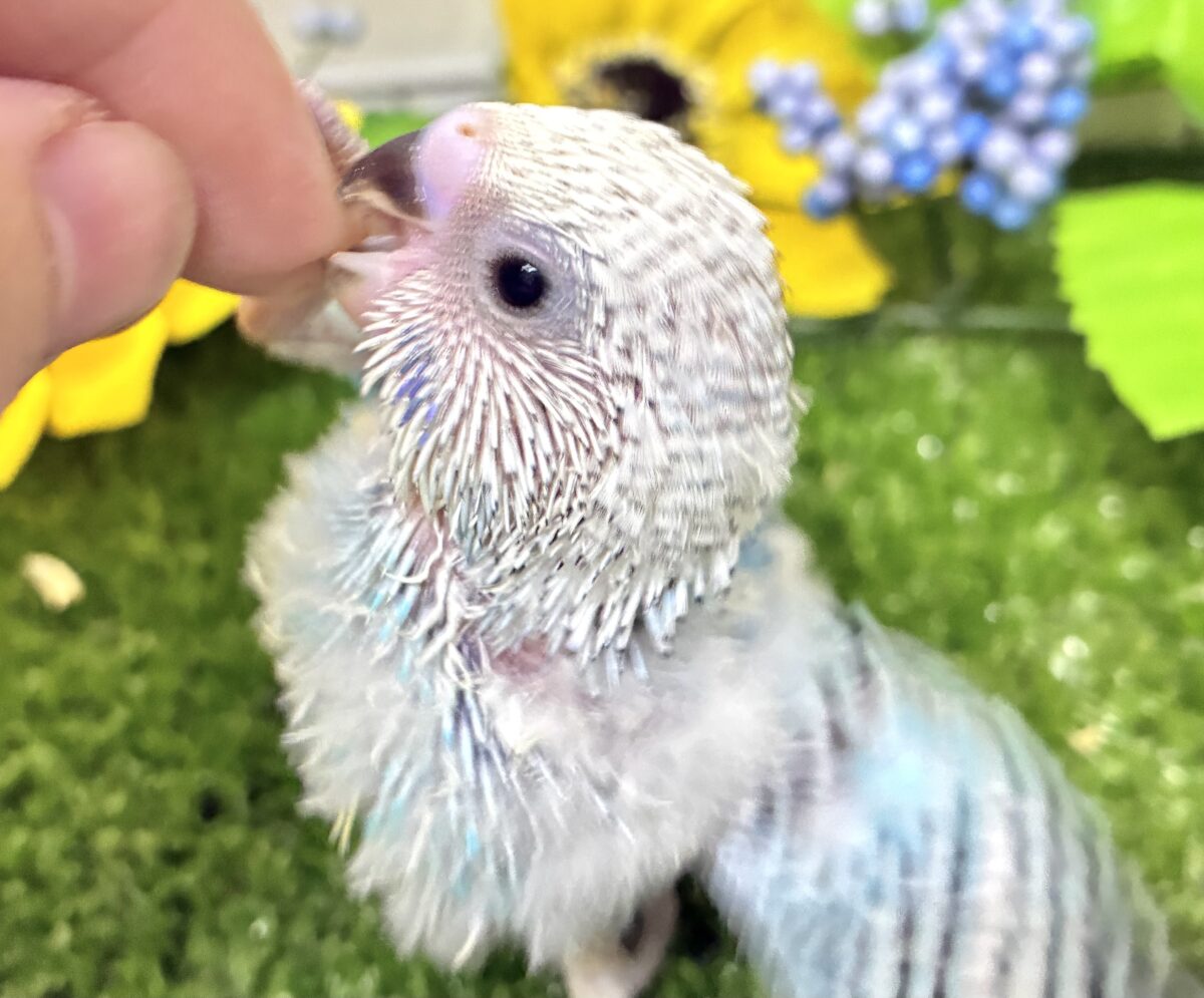 kawaiiを巻き起こす‼️ｽｲｽｲ団扇🪭‪💧‬セキセイインコ(水色オパーリン/2026年7月生まれ)
