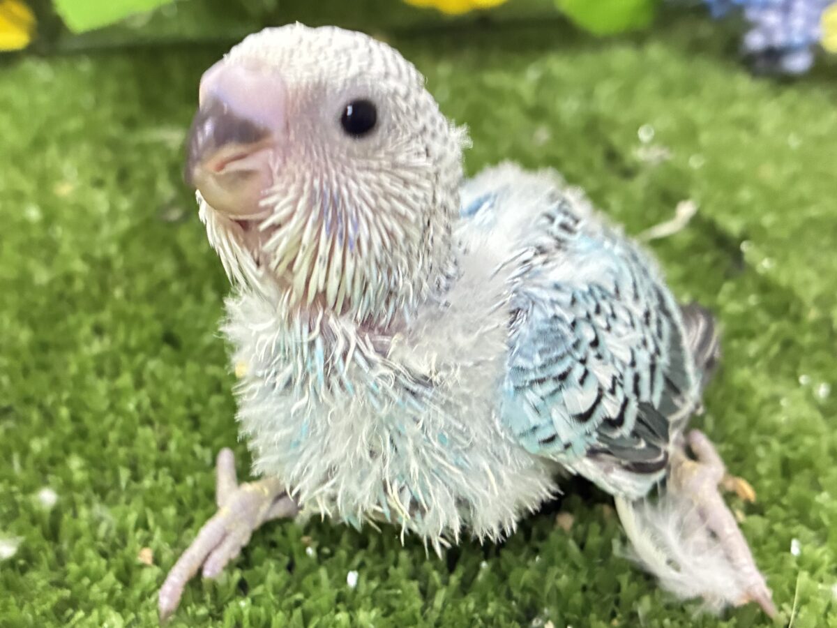 セキセイインコ