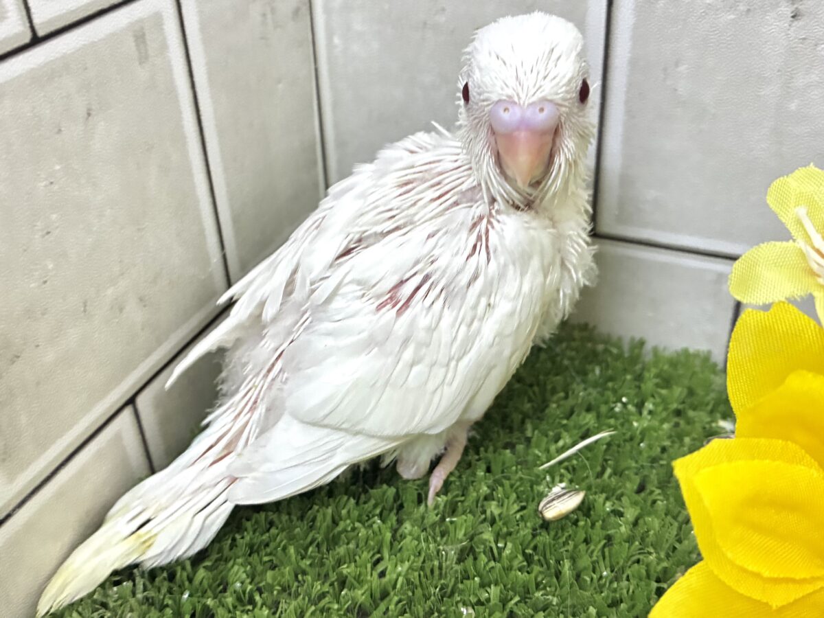 こっち見て🥺濃い恋みるきぃ🍬‎🤍‎セキセイインコ(アルビノ/2026年7月生まれ)