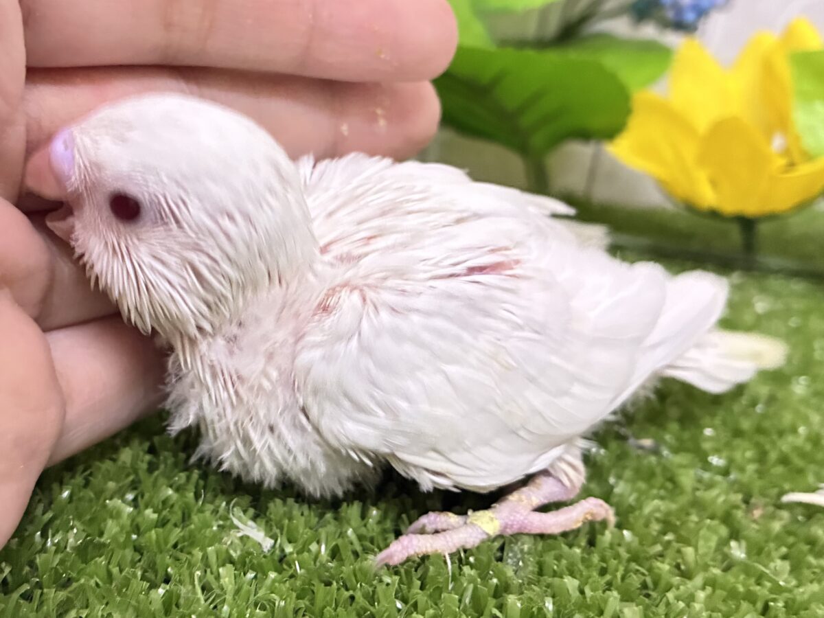 セキセイインコ