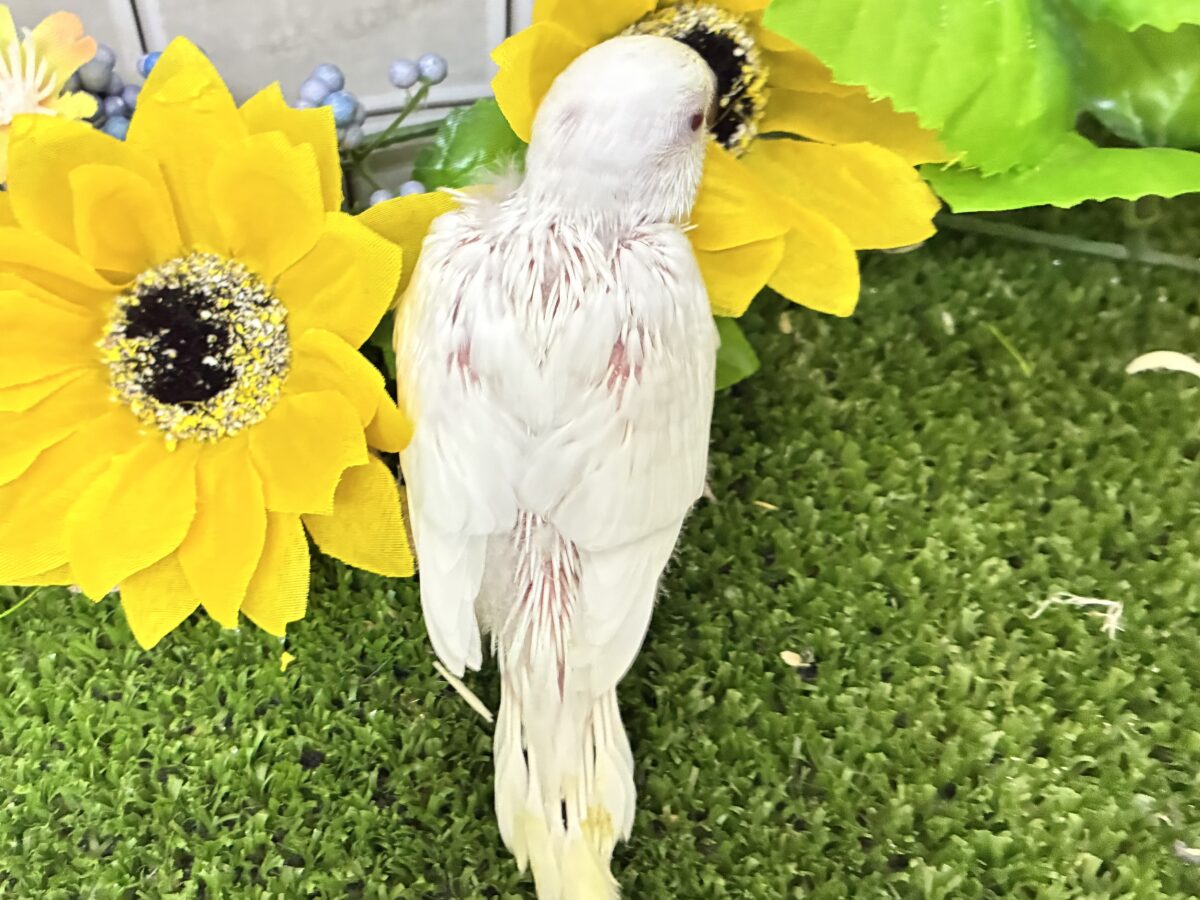 セキセイインコ