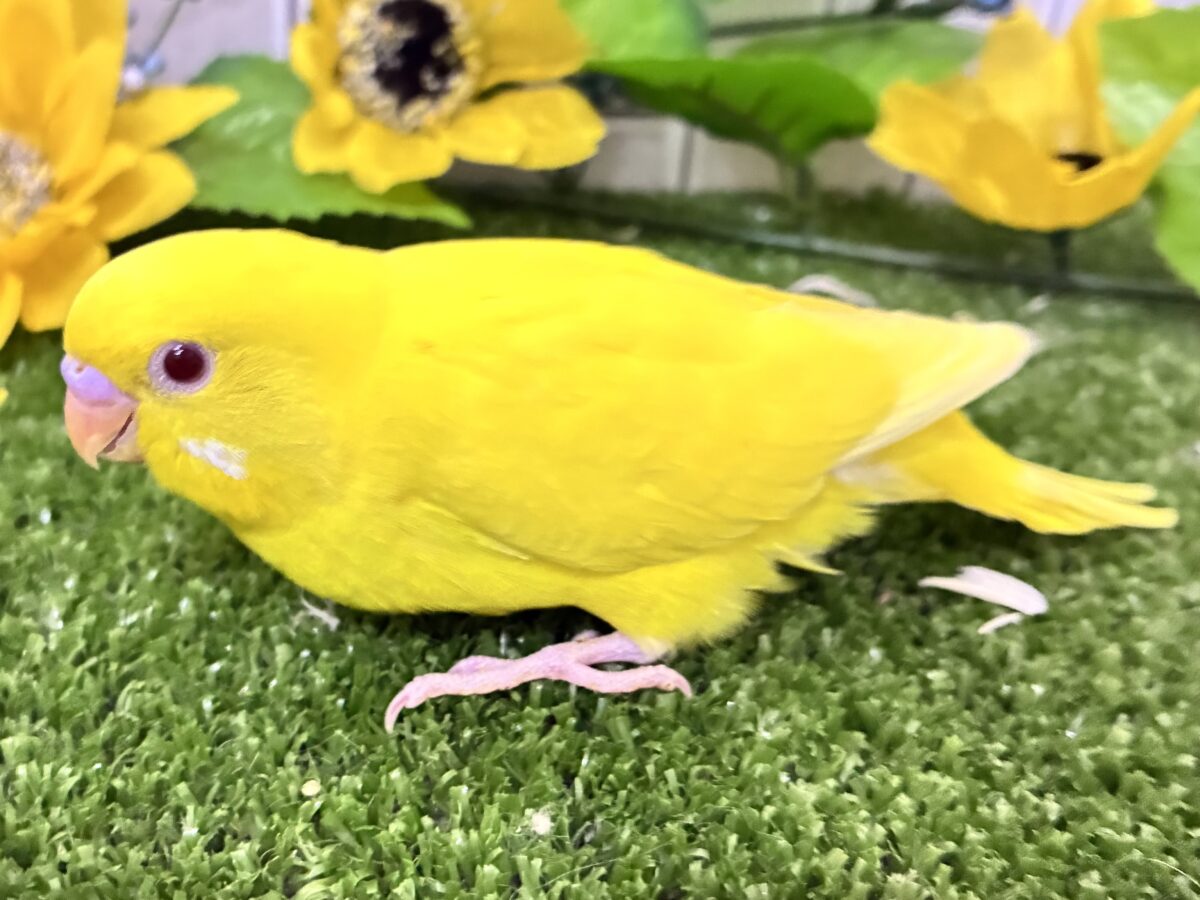 セキセイインコ