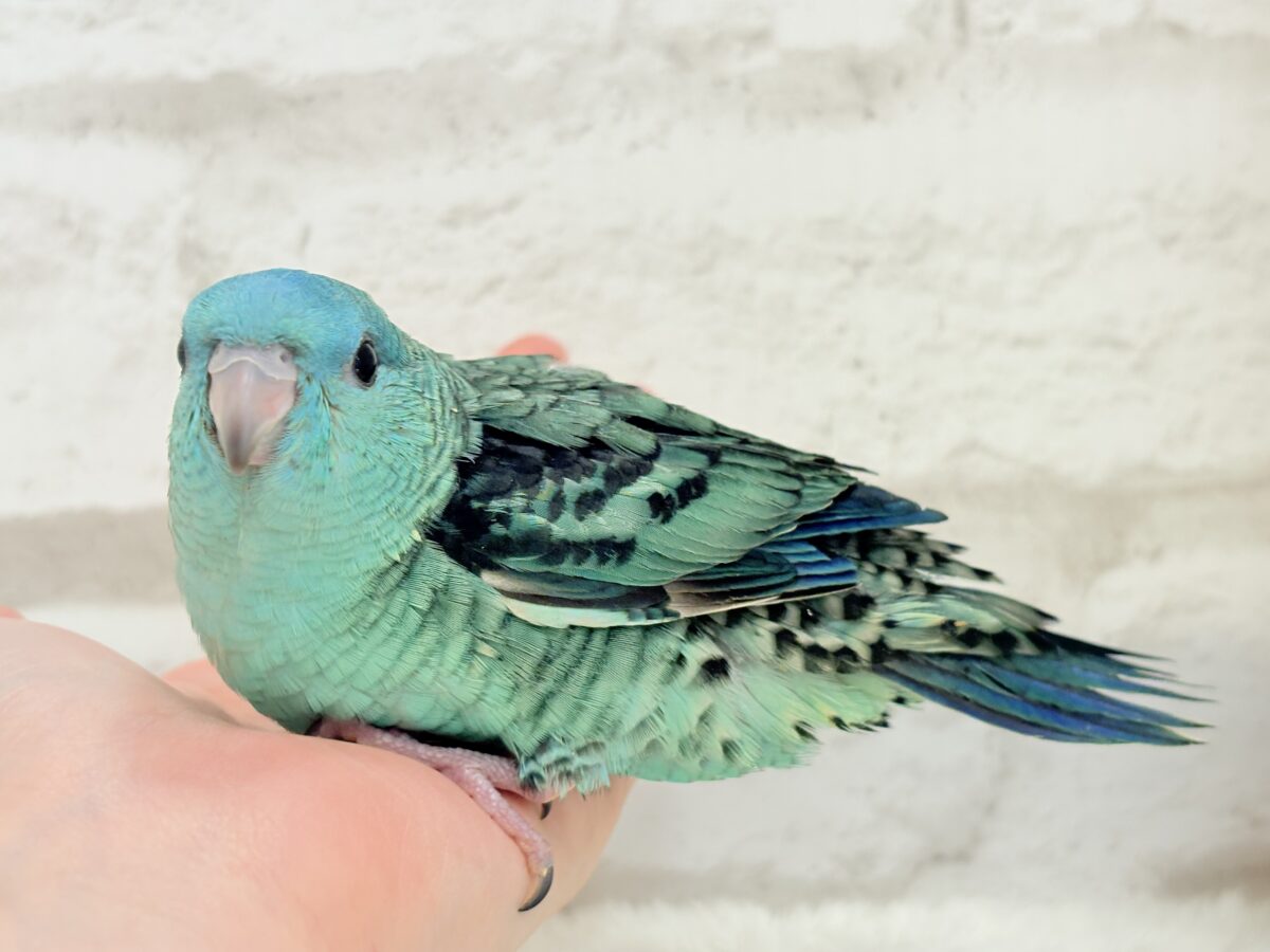 サザナミインコ