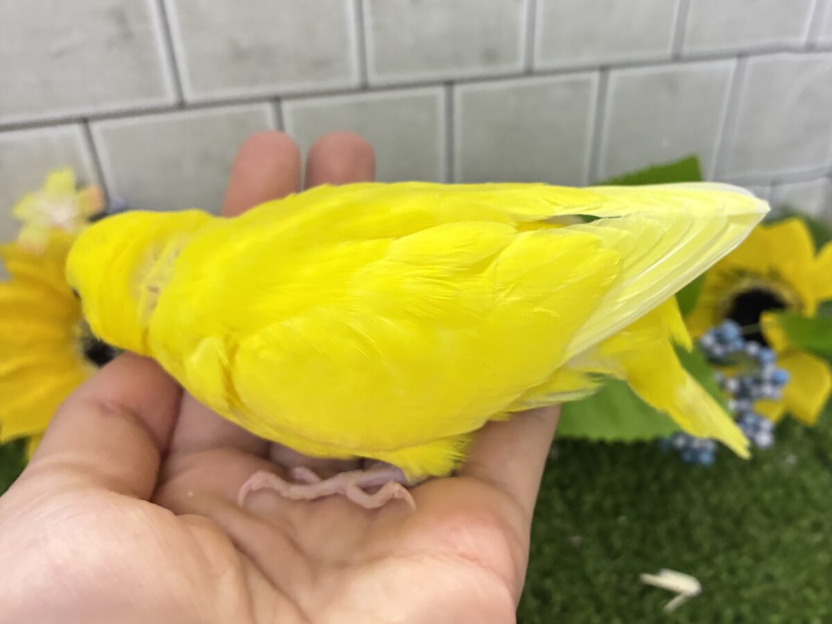 セキセイインコ