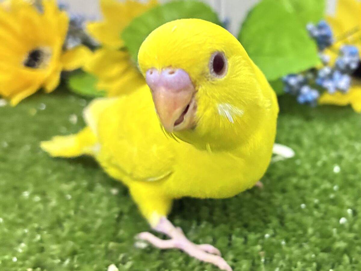 セキセイインコ