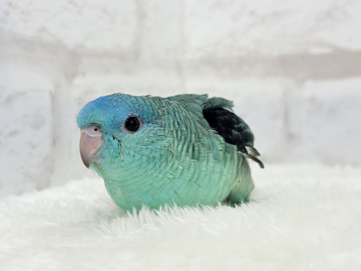 サザナミインコ