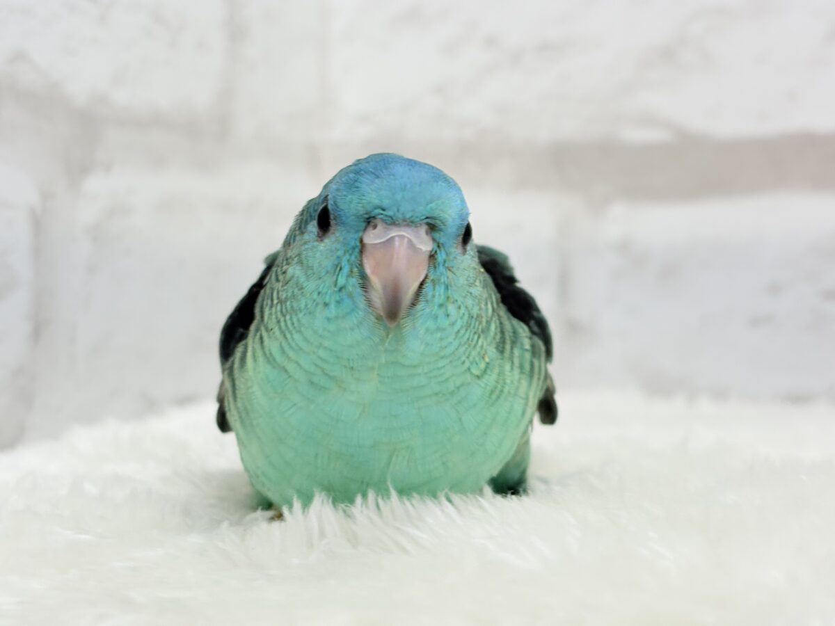 サザナミインコ