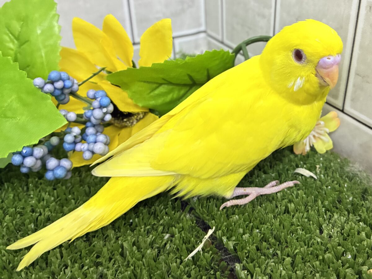 セキセイインコ