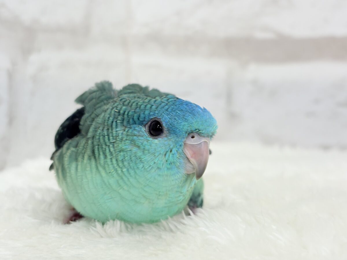 サザナミインコ