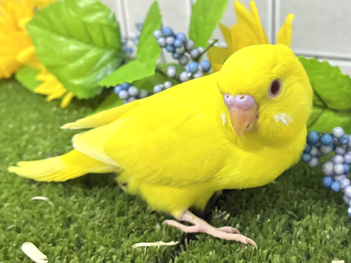 セキセイインコ