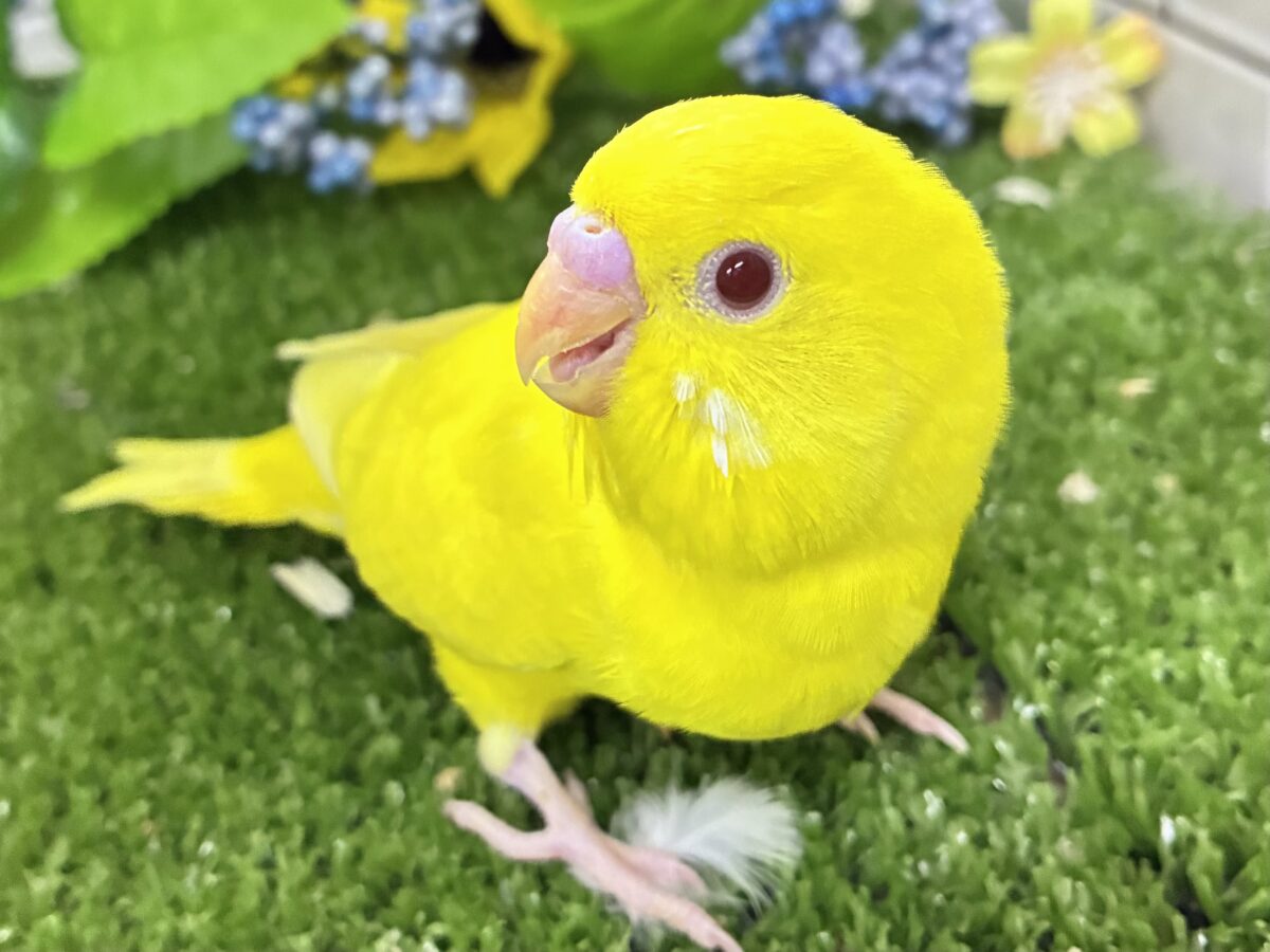 目移り錦糸?!‪❌黄身がスキ💛*॰ॱセキセイインコ(ルチノー/2026年7月生まれ)