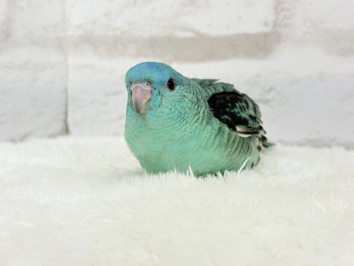 サザナミインコ