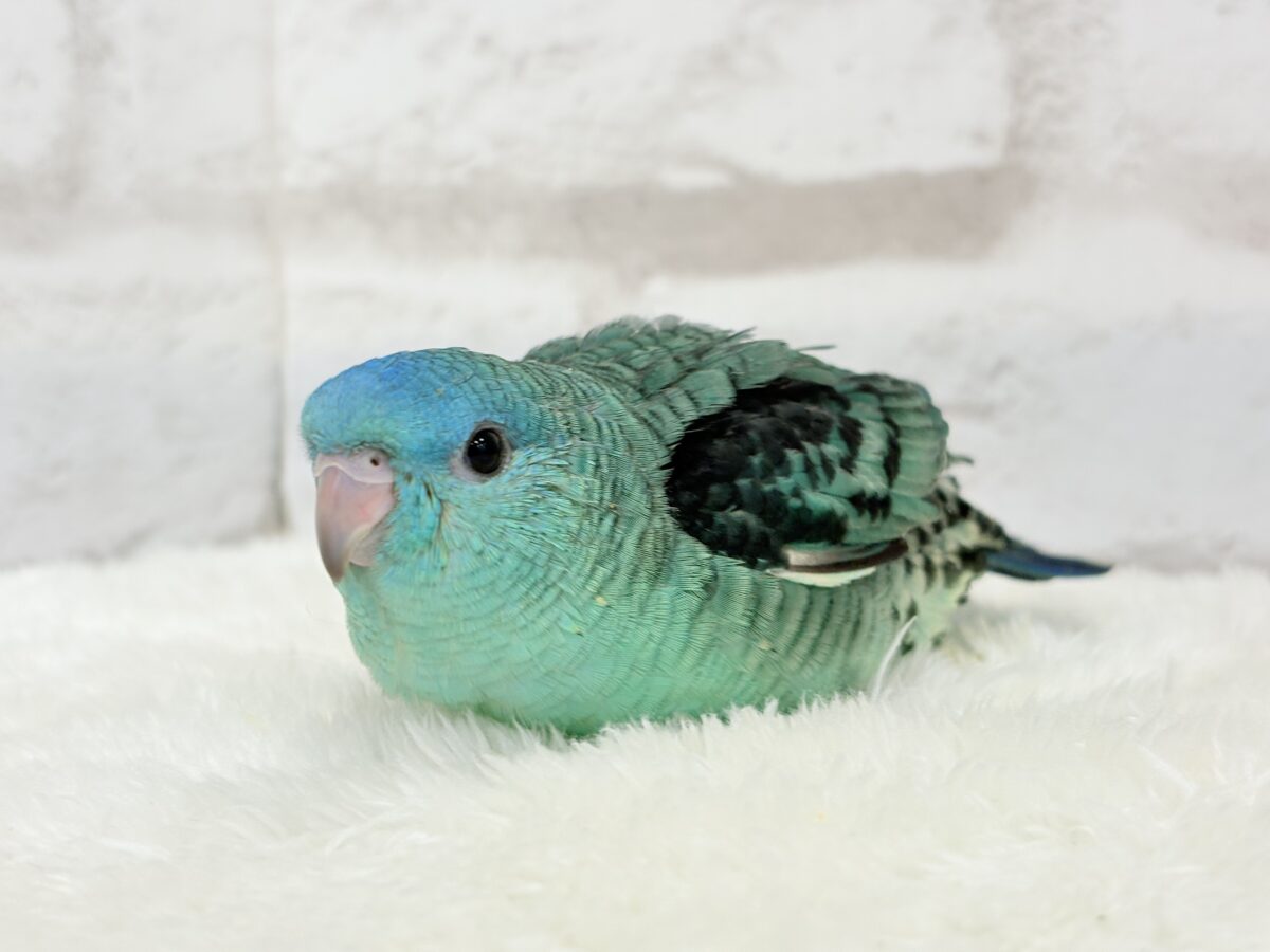 サザナミインコ