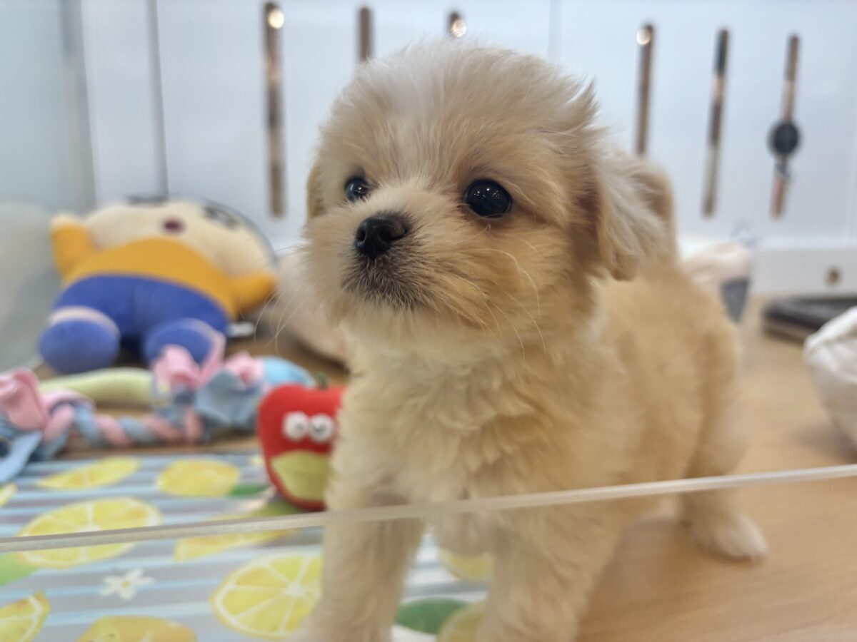 チワマル（マルチワ）