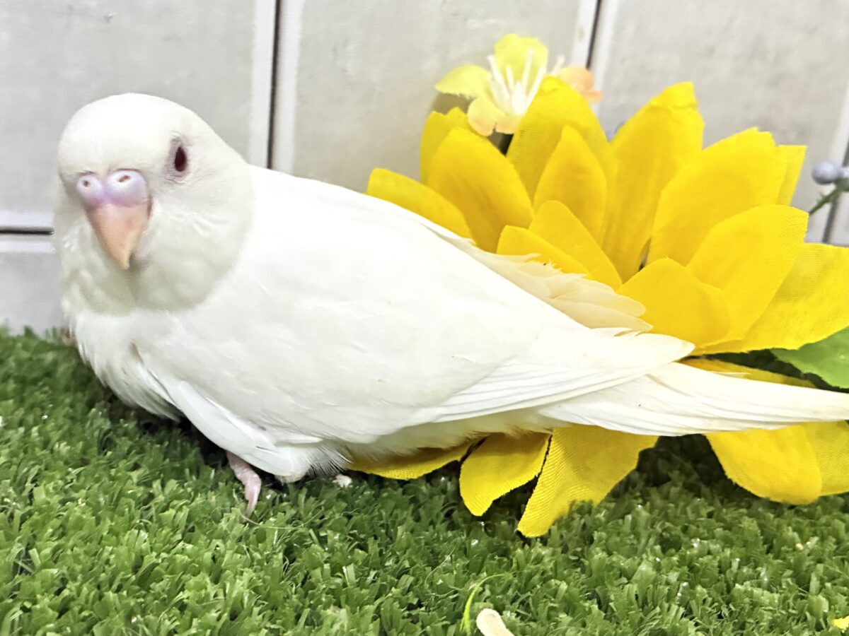 セキセイインコ
