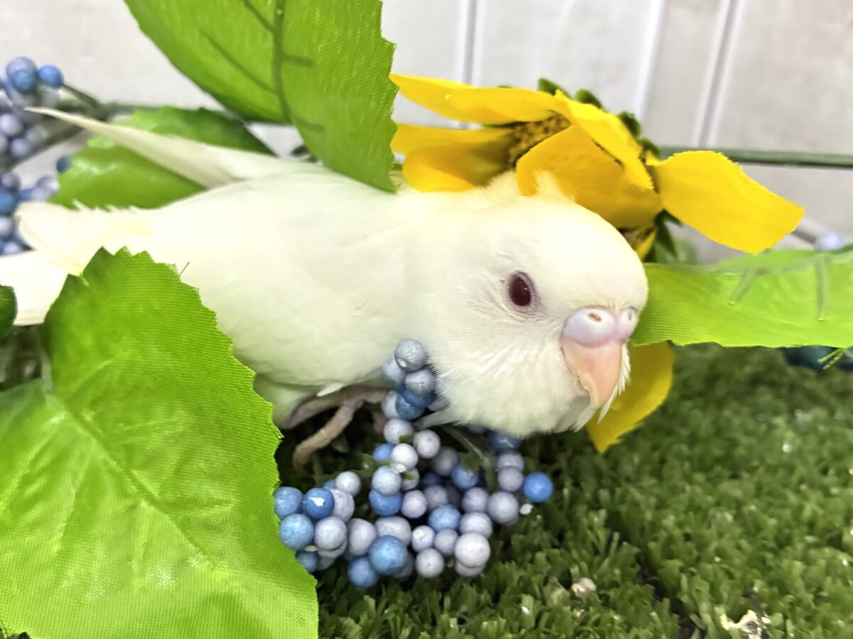 セキセイインコ