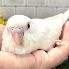 メロミル〜🍼💕こりゃ愛すしかない！🍨*. ﾟセキセイインコ(アルビノ/2026年7月生まれ)