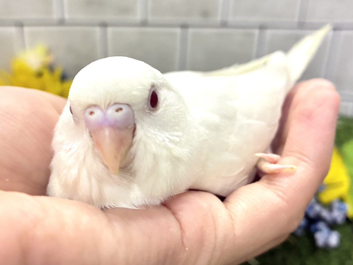 メロミル〜🍼💕こりゃ愛すしかない！🍨*. ﾟセキセイインコ(アルビノ/2026年7月生まれ)