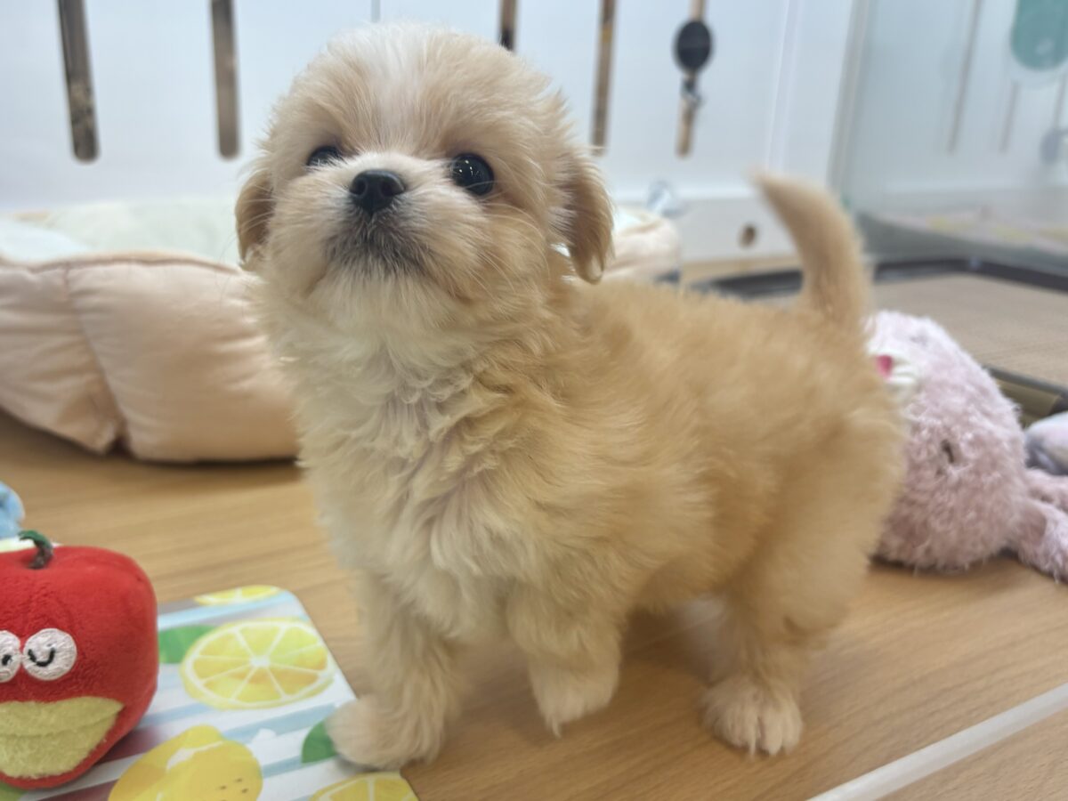 チワマル（マルチワ）