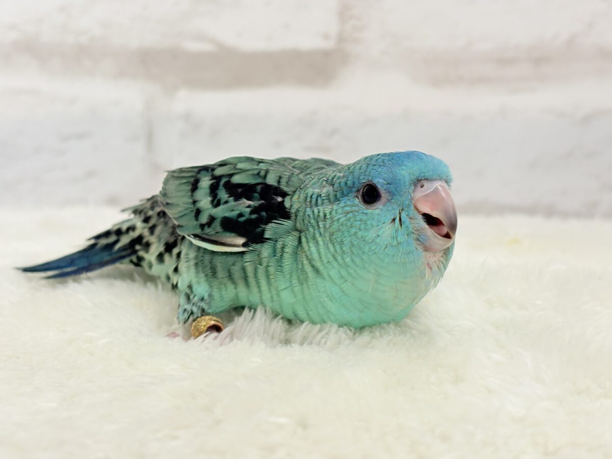 サザナミインコ