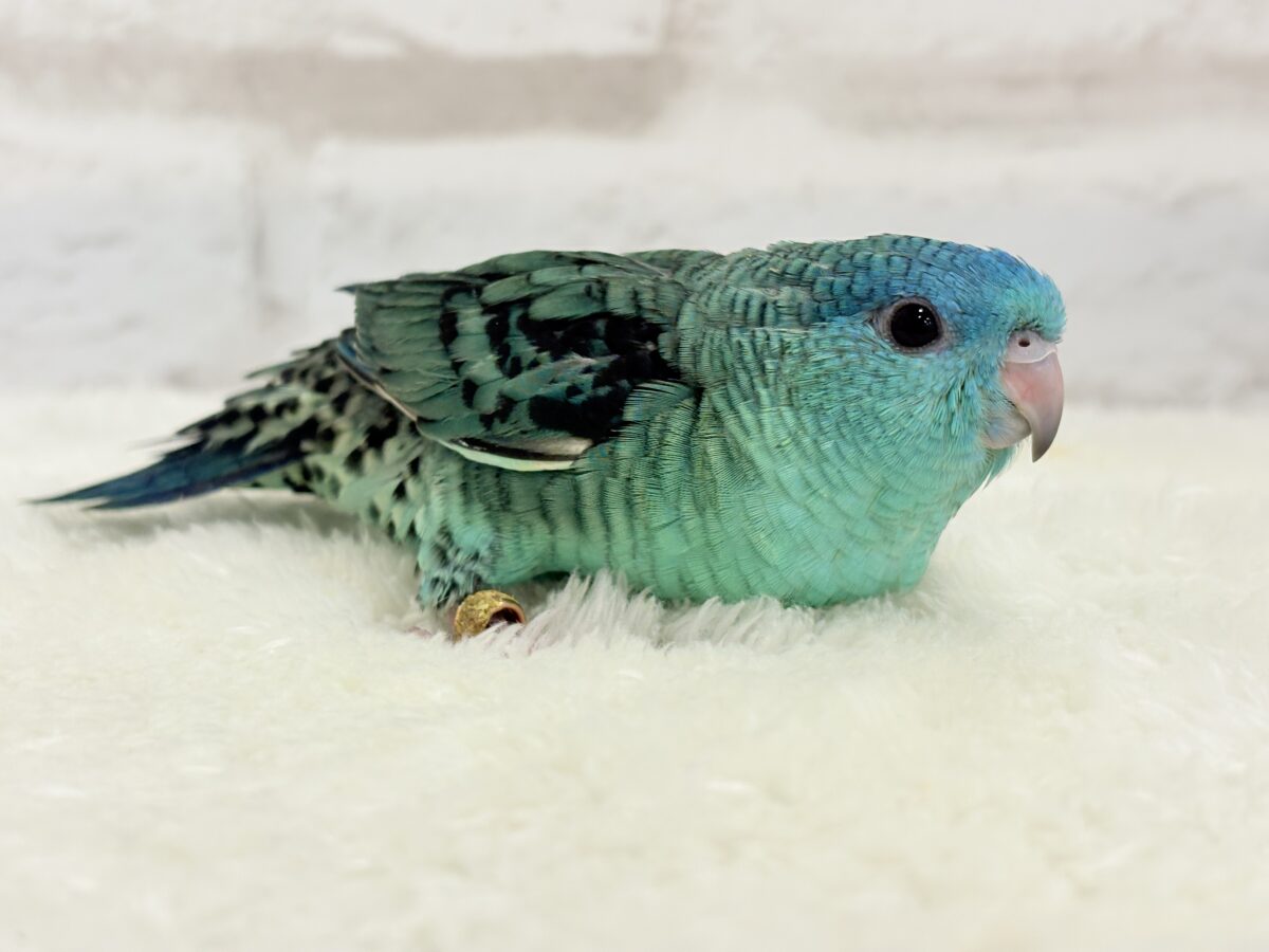 サザナミインコ
