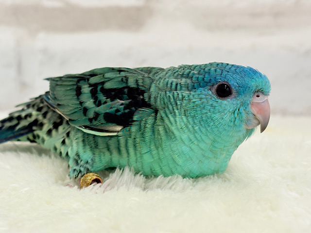 【最新画像更新🪄】可愛いお顔のヒナちゃん通ります🐣💎💖サザナミインコ(ターコイズ) ヒナ