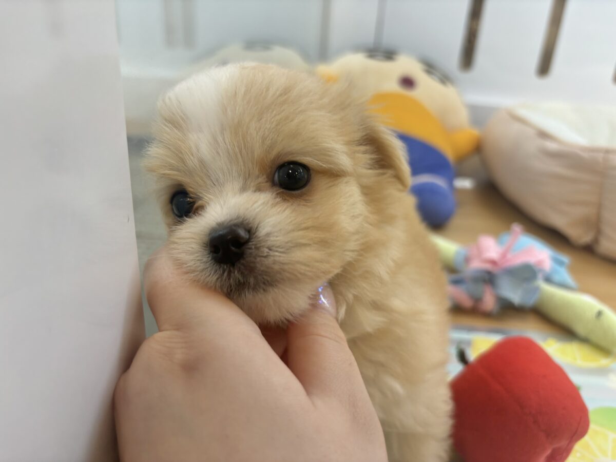 チワマル（マルチワ）
