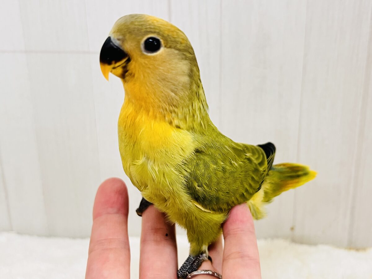 わたわたミカン🍊♡小桜インコのオレンジフェイスオパーリン 入舎しま