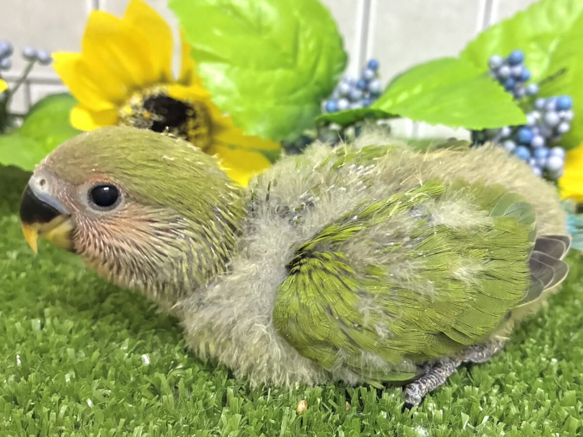 コザクラインコ（小桜インコ）
