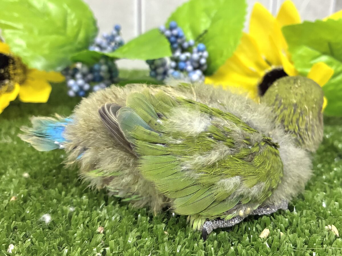 コザクラインコ（小桜インコ）