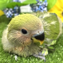 和〜い✩.*˚溶けない抹茶氷🧊コザクラインコ(ノーマル/2026年7月生まれ)
