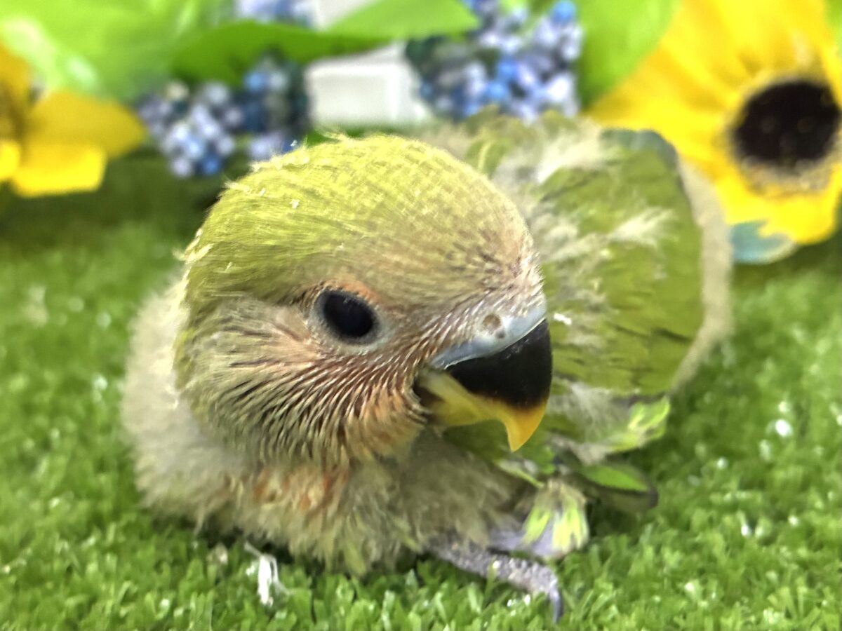 和〜い✩.*˚溶けない抹茶氷🧊コザクラインコ(ノーマル/2026年7月生まれ)