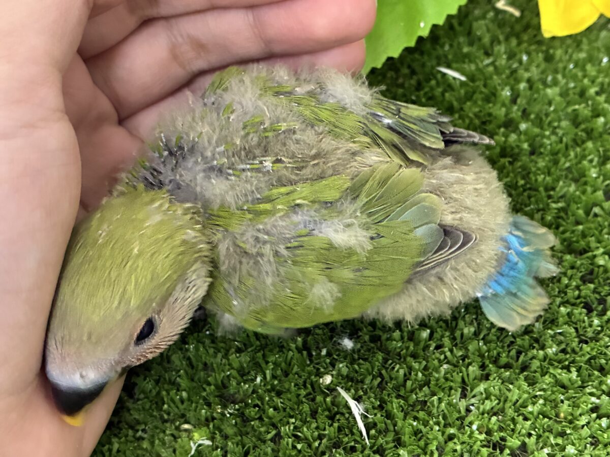 コザクラインコ（小桜インコ）