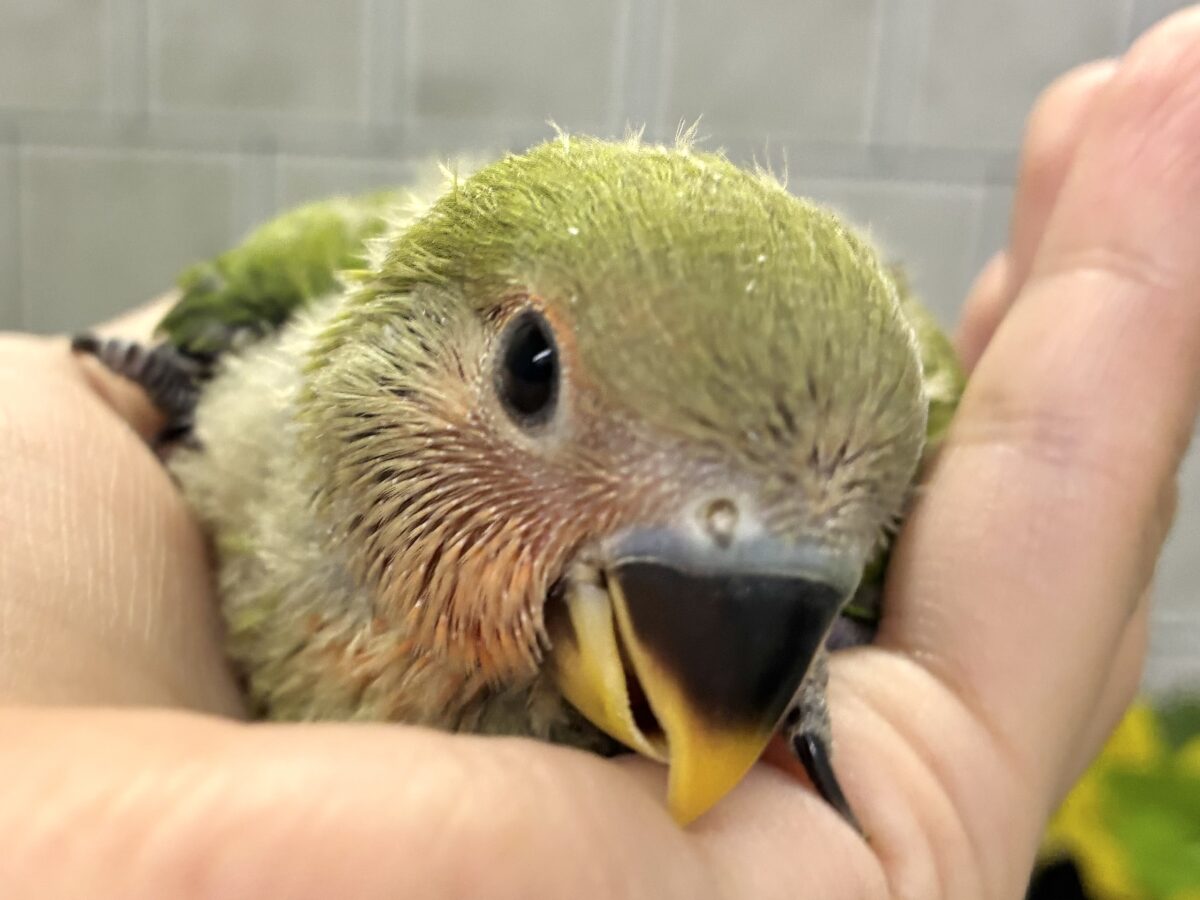 コザクラインコ（小桜インコ）