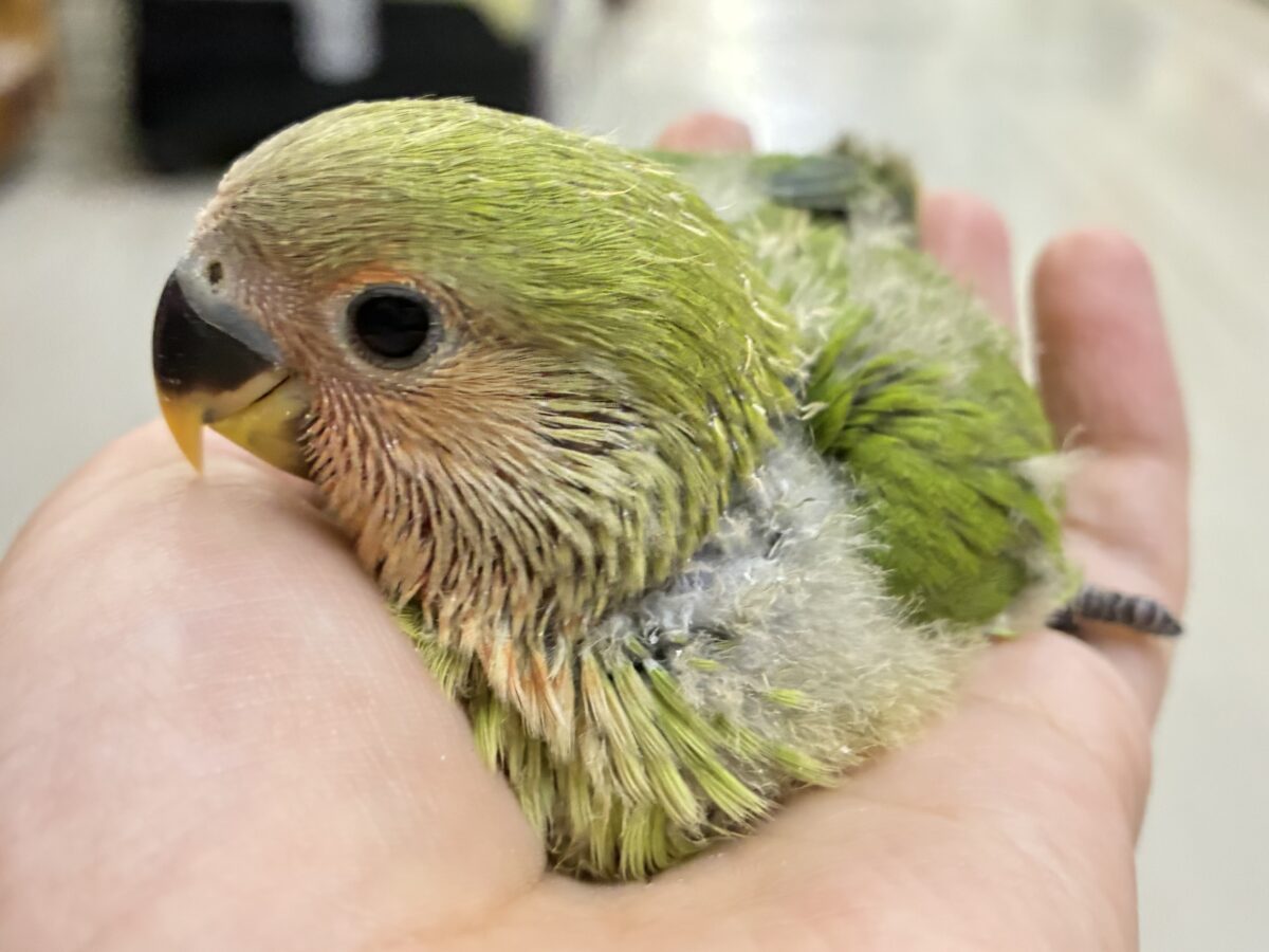 コザクラインコ（小桜インコ）