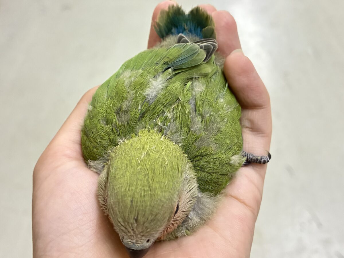 コザクラインコ（小桜インコ）