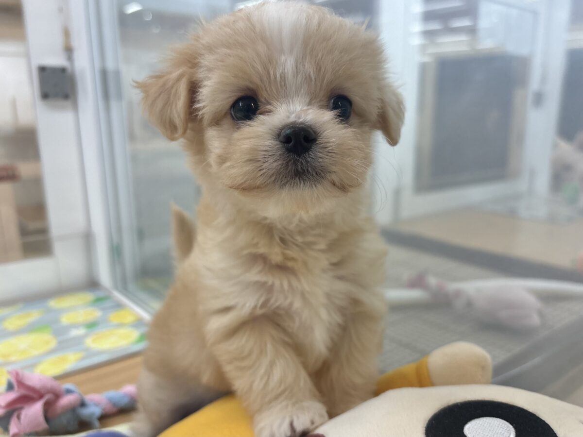チワマル（マルチワ）